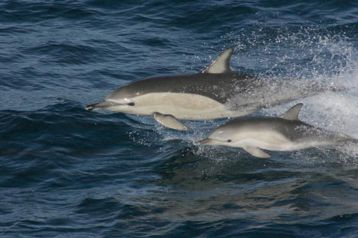 Беломордые дельфины