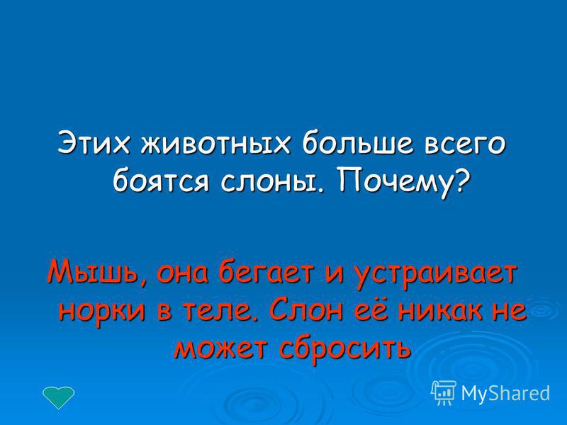 Почему слоны боятся мышей ответ