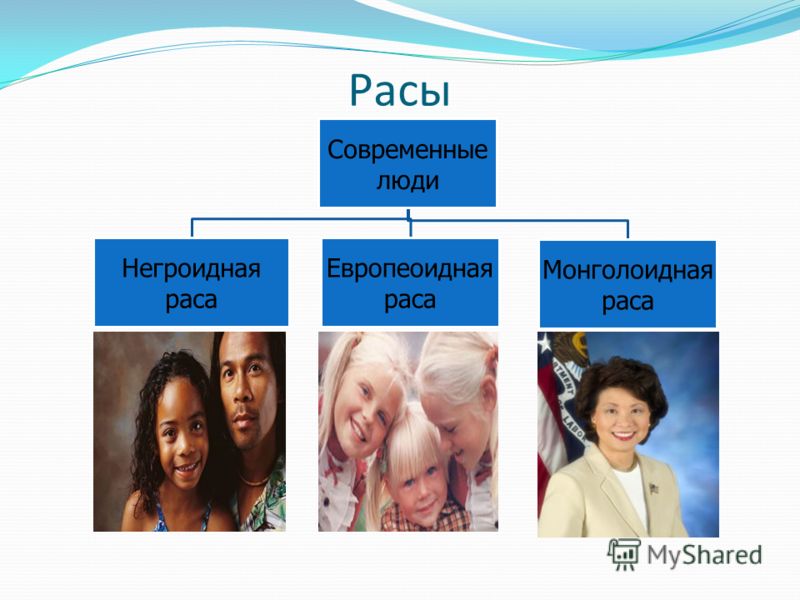 Определение расы. Европеоидная монголоидная негроидная раса. Современные расы человека.
