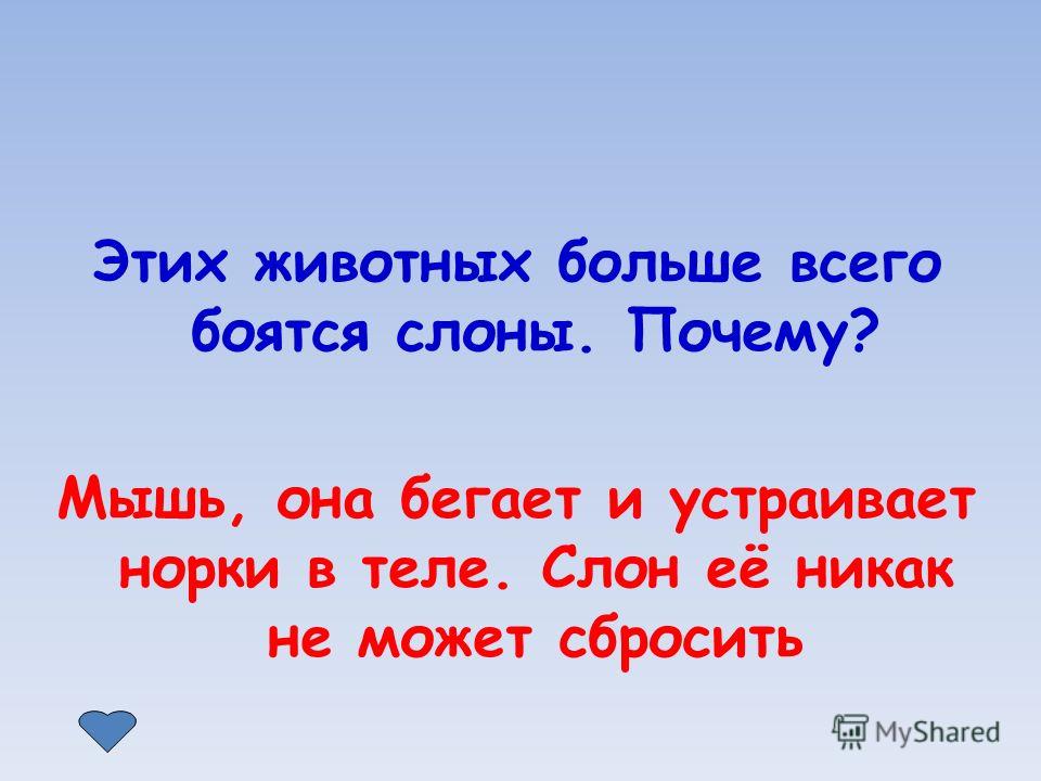 Почему слоны боятся мышей. Почему слон боится мышей ответ. Почему слон боится мышей.