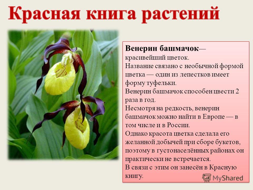 Растения красной книги рф фото и описание