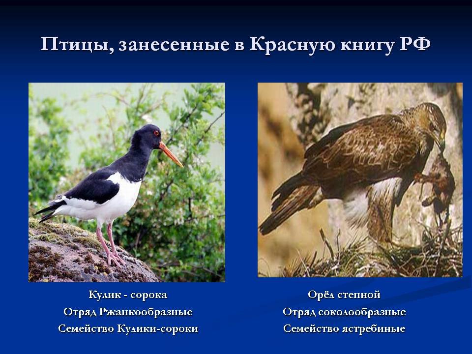 Картинки птицы красной книги