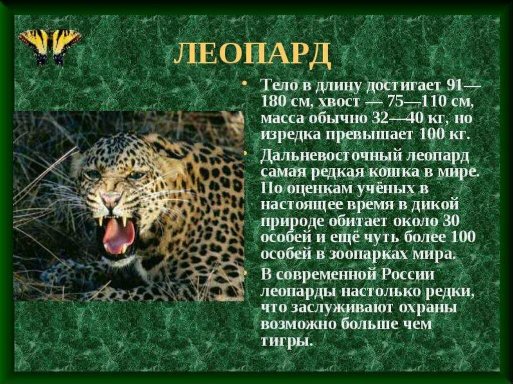 Проект о животных которые занесены в красную книгу