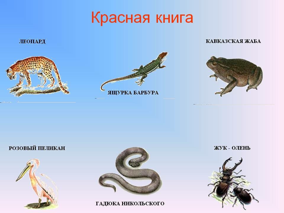 Красная книга животных картинки животных