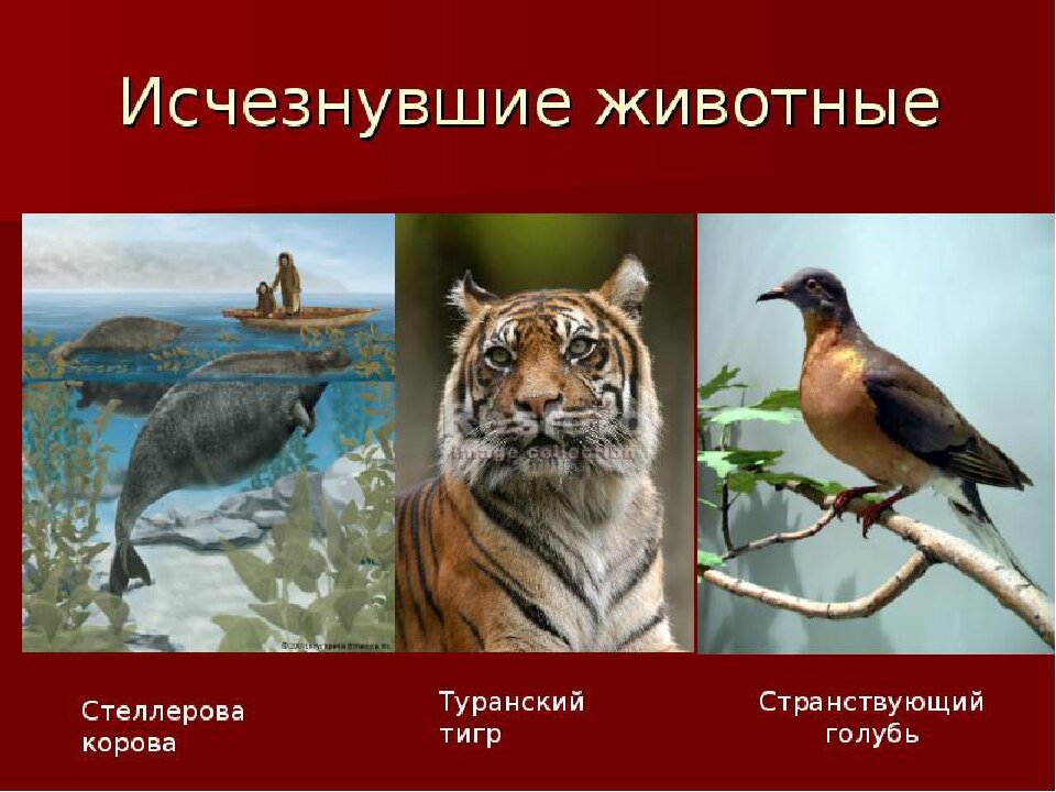 Картинки которые картинки животных которые занесены в красную книгу