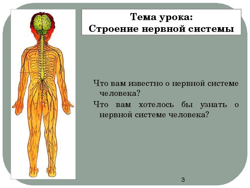 Органы нервной системы. Строение нервной системы. Общий план строения нервной системы. Нервная система человека анатомия. Нервная система человека делится на.