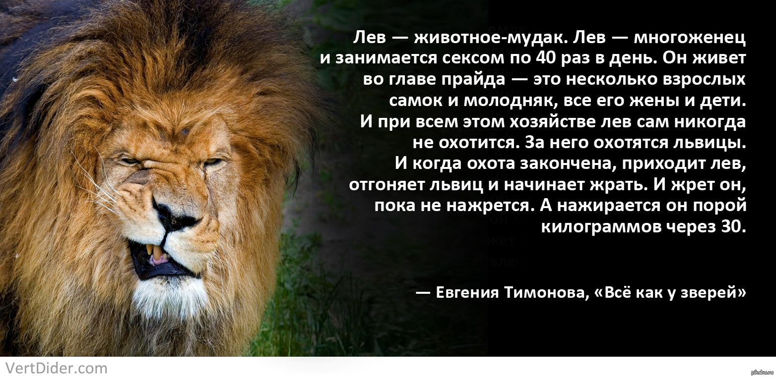 Афоризмы про Львов