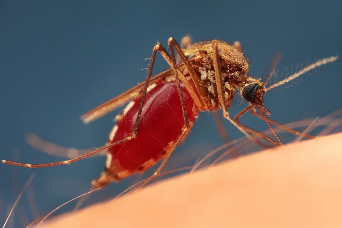 Причины укуса комара