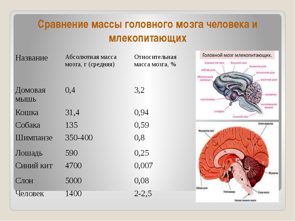 Какой вес мозга человека. Масса головного мозга человека. Объем головного мозга. Средняя масса головного мозга. Какова средняя масса головного мозга человека.