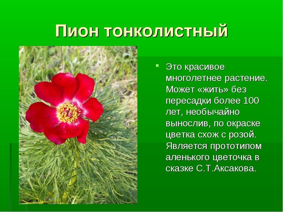 5 растений россии. Растение пион тонколистный. Пион тонколистный ареал. Пион тонколистный красная книга. Пион тонколистный редкие растения.