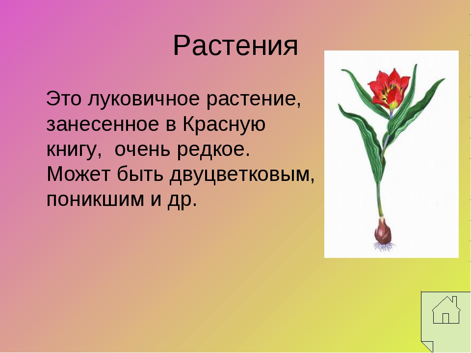 Растение занесенное в красную книгу рассказ. Растения из красной книги. Растения красной книги России. Растения которые занесены в красную. Растения которые занесены в красную книгу.