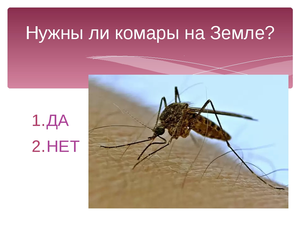 Почему комар пищит. Для чего нужны комары. За нем нужны комары в природе. Для чего нужны клмарыз.