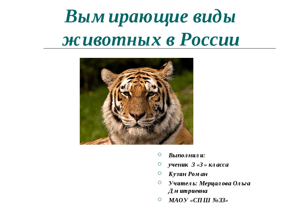 Вымирающие животные россии 5 класс проект