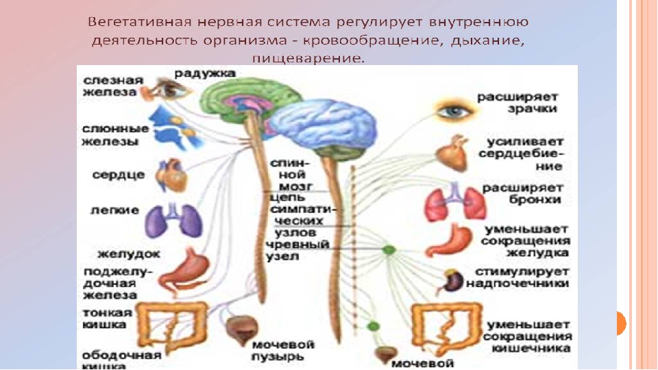 Вегетативное воздействие. Биология 8 класс вегетативная система. Строение вегетативной нервной системы. Функции вегетативной нервной системы человека анатомия. Вегетативная нервная система 8 класс биология.