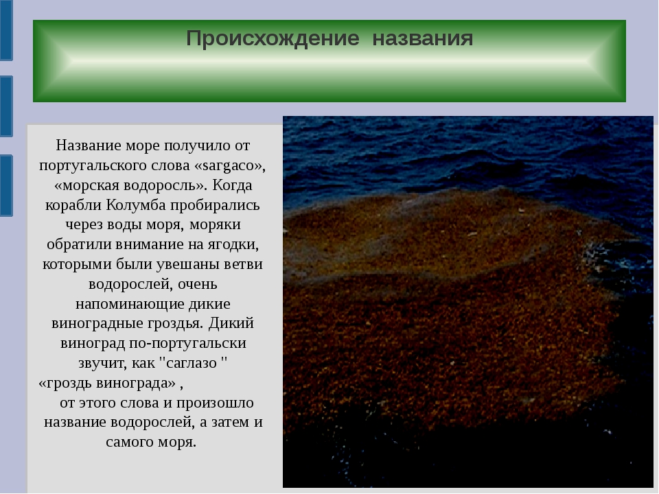 Назвал морской. Море происхождение названия. Саргассово море сообщение. Название морей. Презентация на тему Саргассово море.