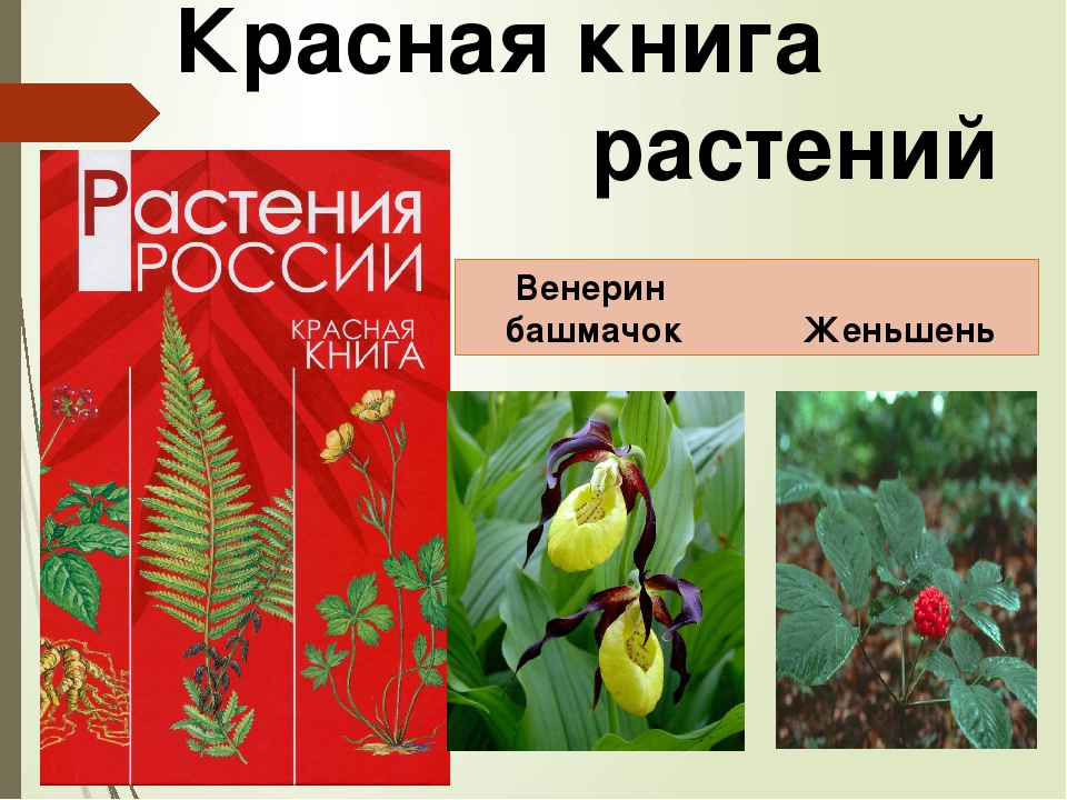 Книга красная книга растения россии фото и описание