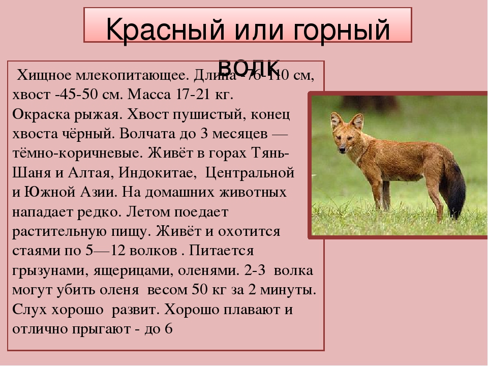 Подготовьте сообщение о каком либо млекопитающем обитающем в вашем регионе по плану