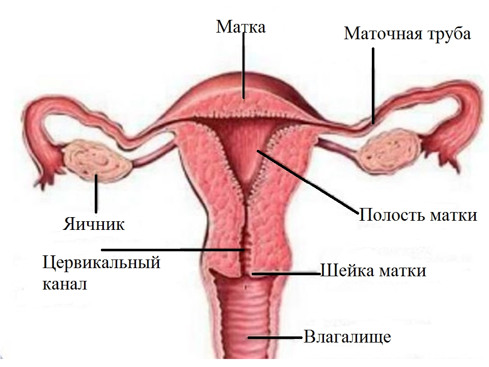 Где матка и яичники. Строение матки и маточных труб. Маточная труба у женщин анатомия. Строение маточной трубы анатомия.