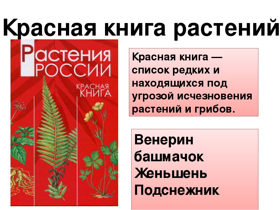 Включи красную книгу растений