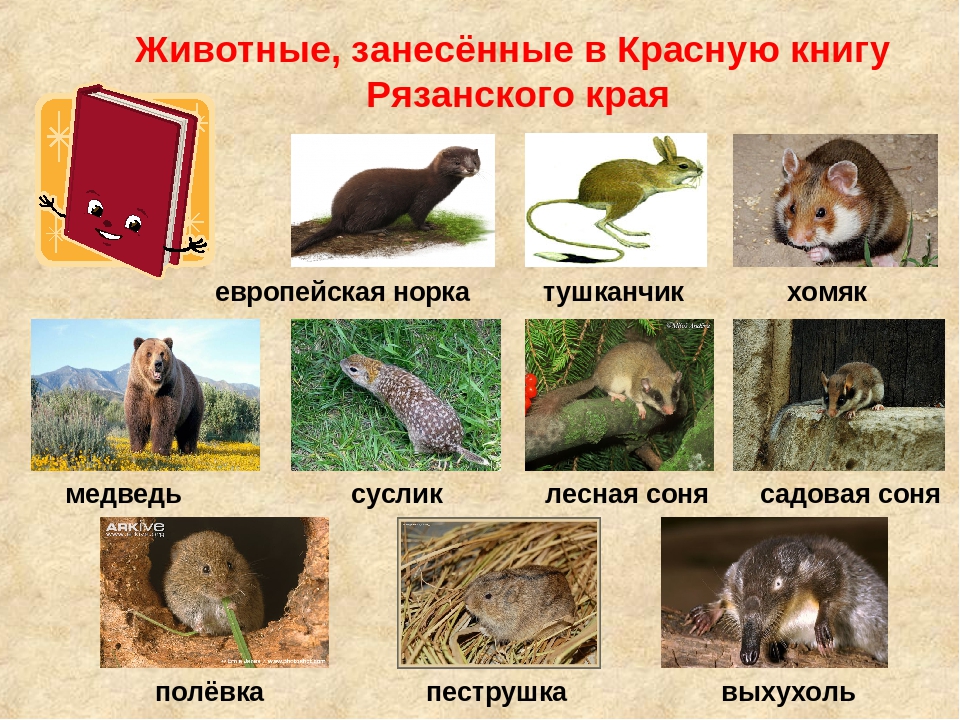 Какие животные занесены в красную книгу московской
