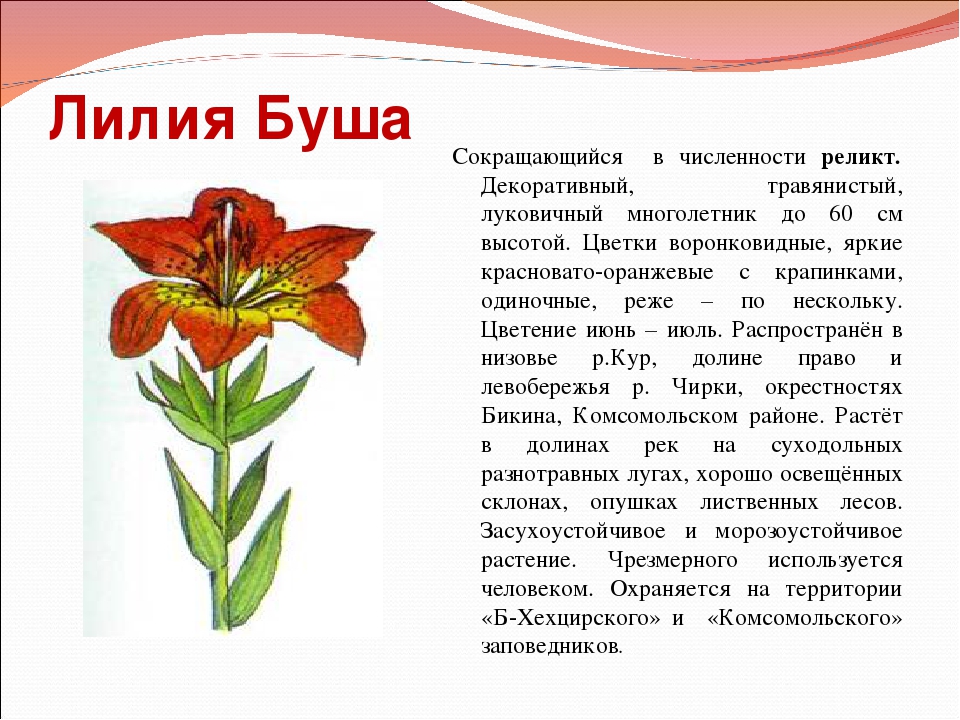 Растения красной книги для детей
