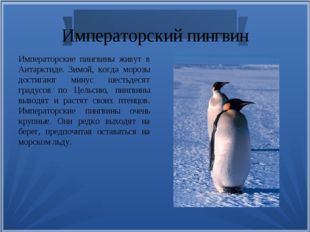 Императорский пингвин Императорские пингвины живут в Антарктиде. Зимой, когда