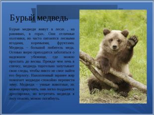 Бурый медведь Бурые медведи живут в лесах , на равнинах, в горах. Они отличны