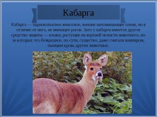 Кабарга — парнокопытное животное, внешне напоминающее оленя, но в отличие от