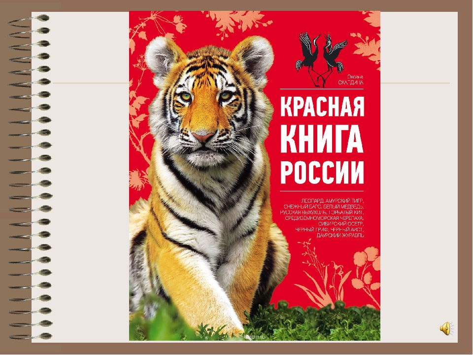 Краснокнижные животные для детей. Красная книга для детей животные. Красная книга России для детей. Животные красной книги для дошкольников. Красная книга картинка для детей.