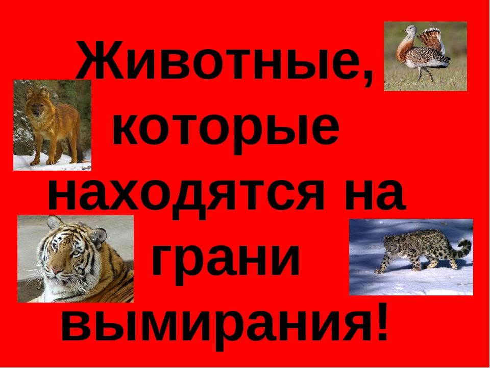 Животные красной исчезнувшие. Редкие и исчезающие виды животных. Красная книга редкие виды. Животные которые находятся на грани исчезновения. Красная книга редкие и исчезающие животные.