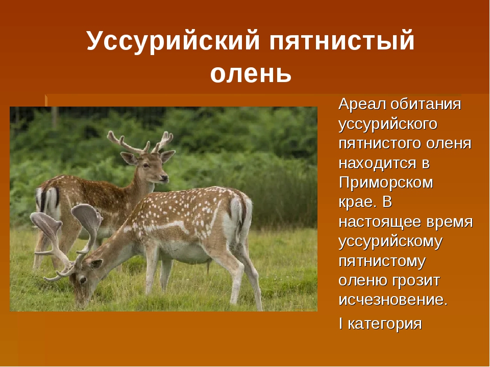 Животные из красной книги россии фото и названия