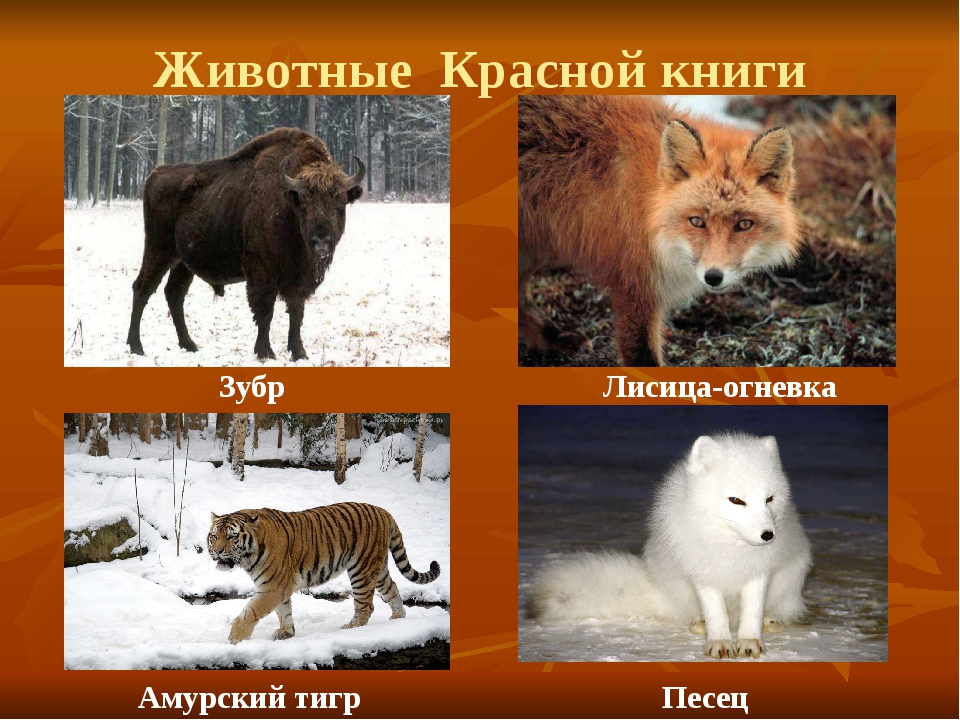 Животные из красной книги россии фото и названия