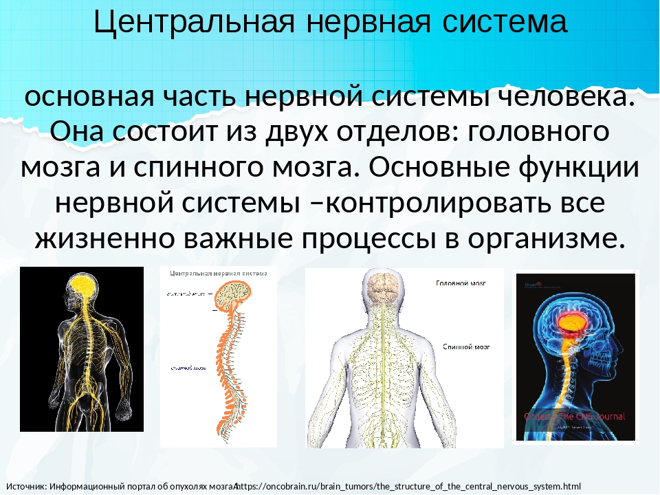 Презентация центральная нервная система человека