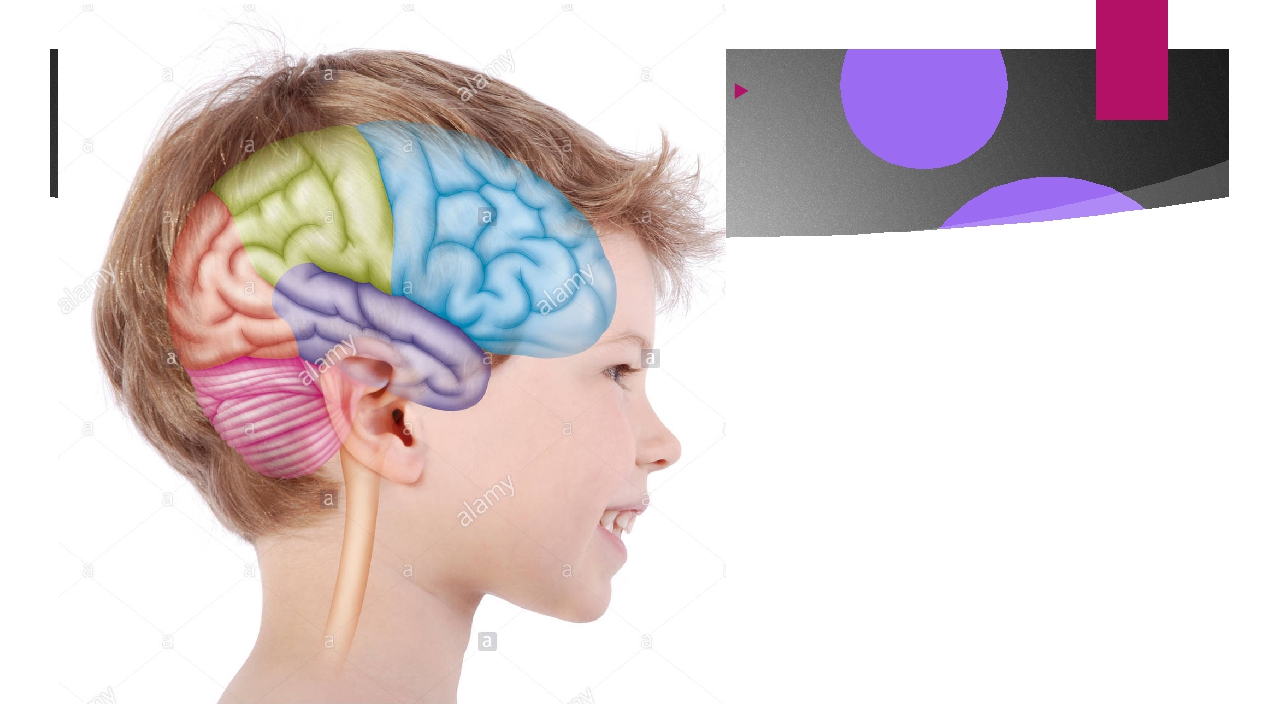 Секреты развития мозга ребенка лаштабега. Мозг младшего школьника. Занятия для мозга. Нейропластичность мозга. Мозг ребенка.