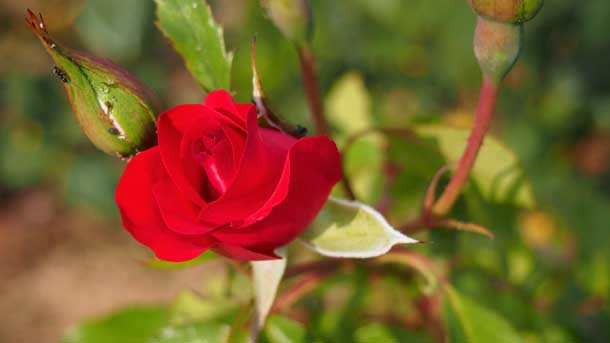Как получить удовольствие женщине Красная роза