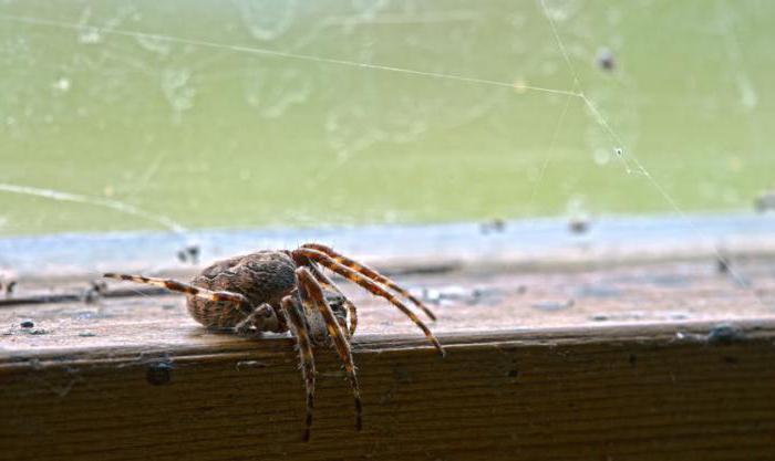 почему нельзя убивать паука в доме 