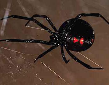 почему нельзя убивать пауков в доме приметы 