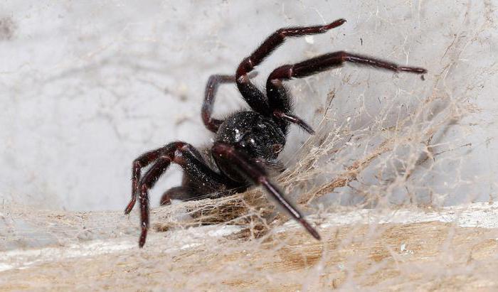 почему нельзя убивать пауков в доме что случится