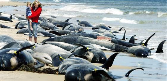 почему выбросились киты на берег