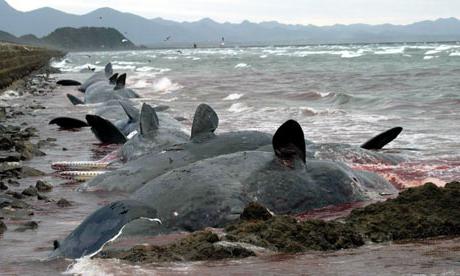 киты выбрасываются на берег