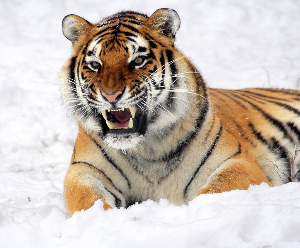 Тигр злится