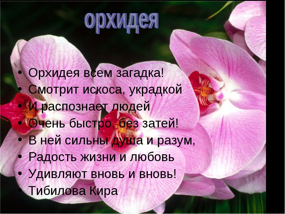 Статус про цветы. Стих про орхидею. Стих про орхидею красивый. Стих про орхидею короткие. Загадка про орхидею.