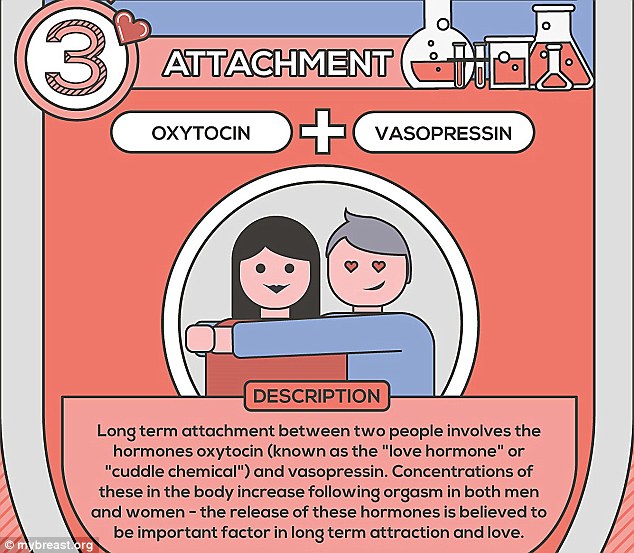 Oxytocin has been called the love hormone or cuddle chemical, so you can imagine what high levels of this does to your body, according to MyBreast. The levels of both hormones are increased in men and women following an orgasm, which can explained why some people become attached after having sex