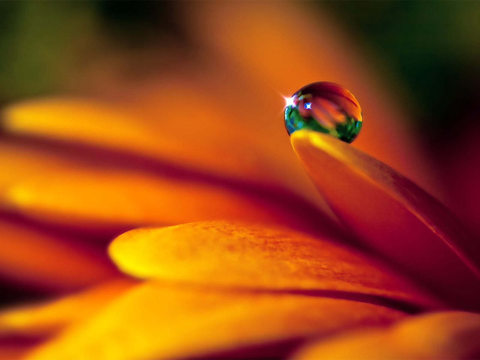 148837_Crystal-Water-Flower-Nature-Background-Wallpapers_1600x1200