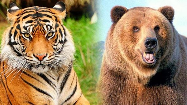 Медведь и тигр