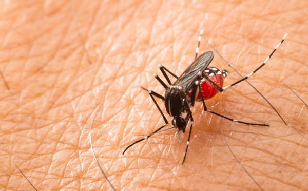 Комар вида Aedes aegypti (Кусака жёлтолихорадочный) - переносчик жёлтой лихорадки, лихорадки Денге, вируса Зика, чикугуньи