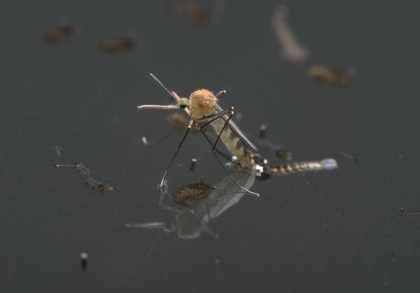 Рождение комара. Выход взрослого насекомого из куколки