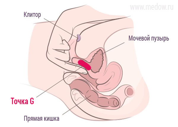 Как найти точку G у девушки