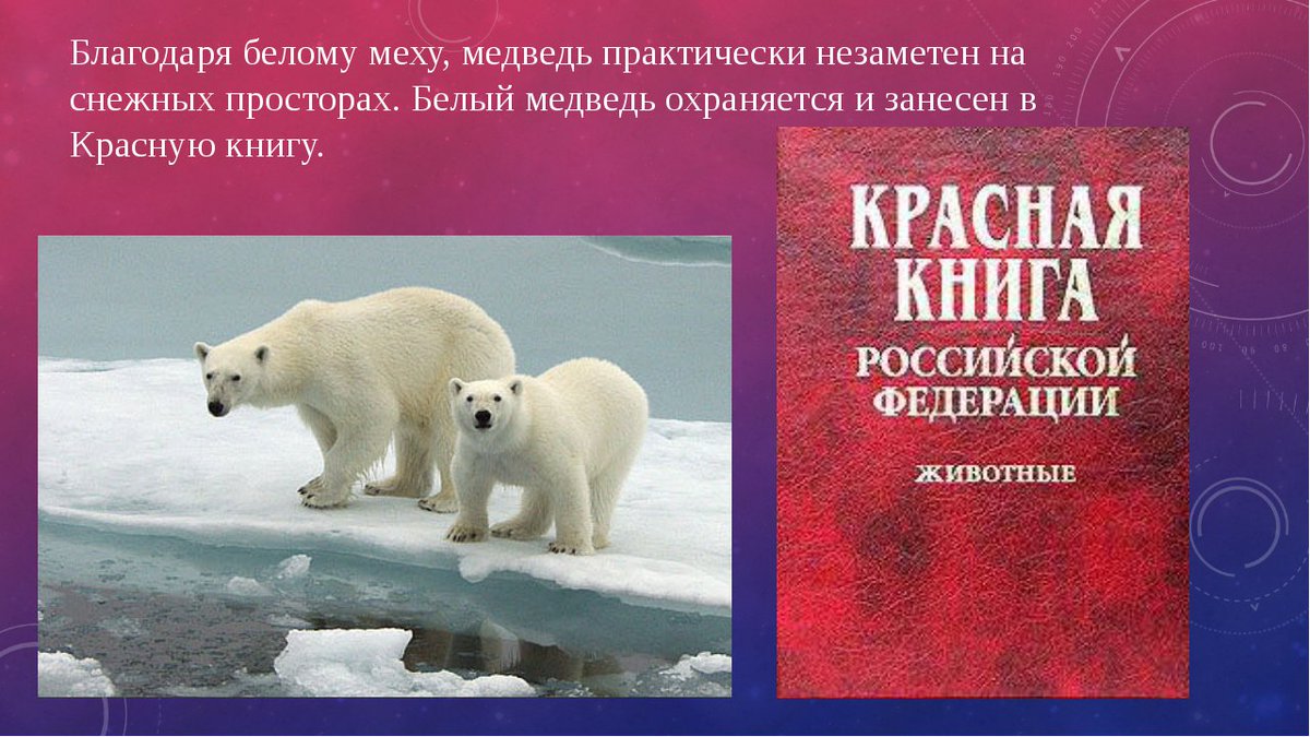 Почему медведи занесены в красную книгу. Белый медведь красная книга. Белый Медвежь крамная Крига. Белый медведькоасгая книга. Белый медведь из красной книги.