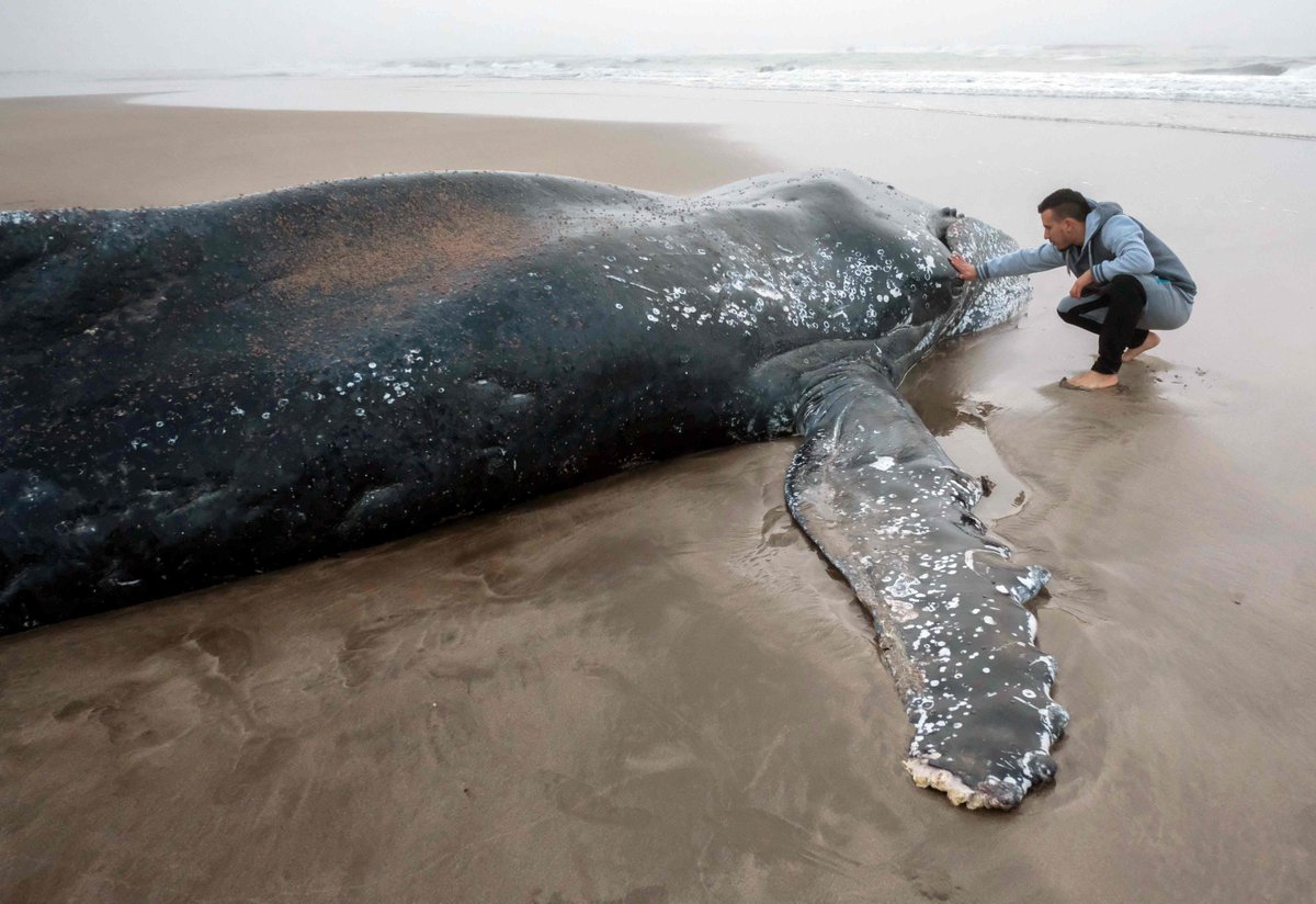 Почему киты выбрасываются на берегу. Киты которые выбрасываются на берег.